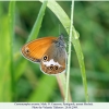 coenonympha arcania pyatigorsk male2